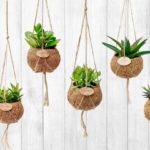 kokedama cosa sono