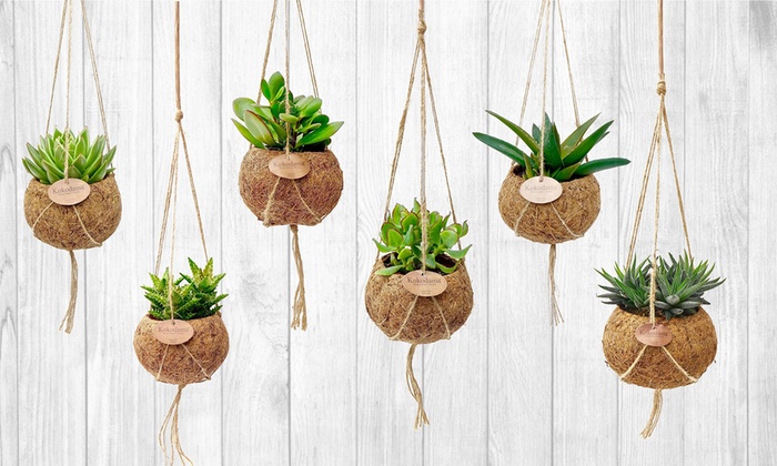 kokedama cosa sono