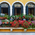 piante e fiori da balcone